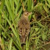 veldleeuwerikbrabantsebiesbosch27052020 2